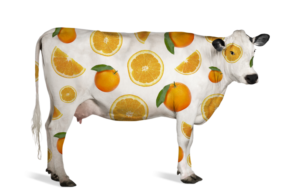 Juce Cow Orange